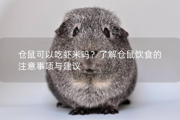 仓鼠可以吃虾米吗？了解仓鼠饮食的注意事项与建议