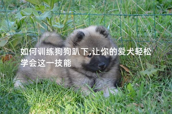 如何训练狗狗趴下,让你的爱犬轻松学会这一技能