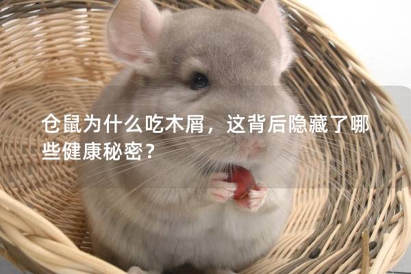 仓鼠为什么吃木屑，这背后隐藏了哪些健康秘密？