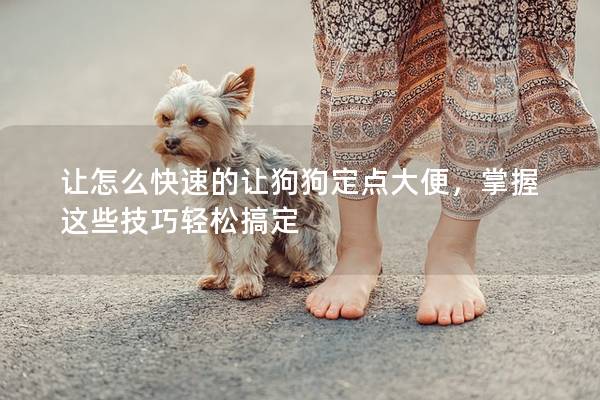 让怎么快速的让狗狗定点大便，掌握这些技巧轻松搞定