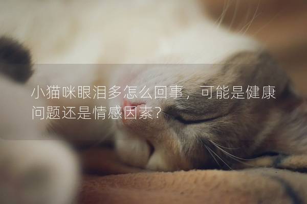 小猫咪眼泪多怎么回事，可能是健康问题还是情感因素？