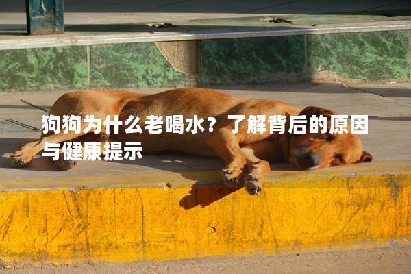 狗狗为什么老喝水？了解背后的原因与健康提示