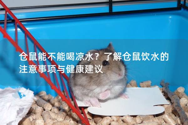 仓鼠能不能喝凉水？了解仓鼠饮水的注意事项与健康建议