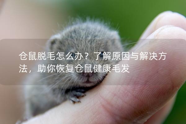 仓鼠脱毛怎么办？了解原因与解决方法，助你恢复仓鼠健康毛发