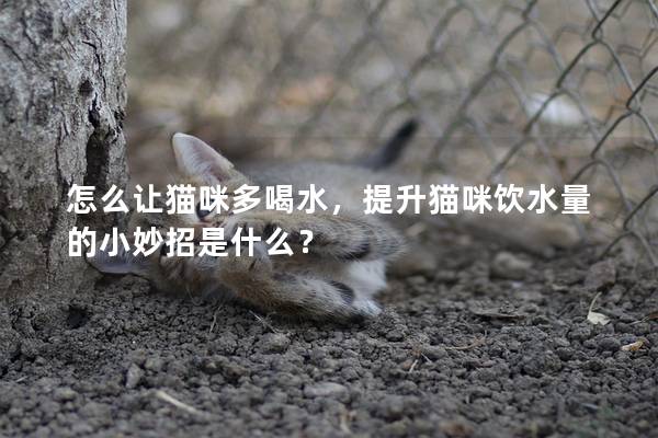 怎么让猫咪多喝水，提升猫咪饮水量的小妙招是什么？