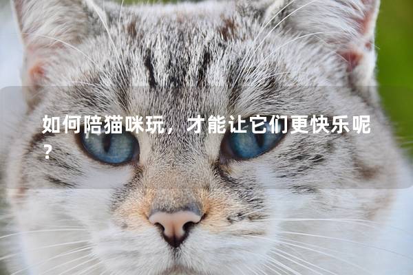 如何陪猫咪玩，才能让它们更快乐呢？