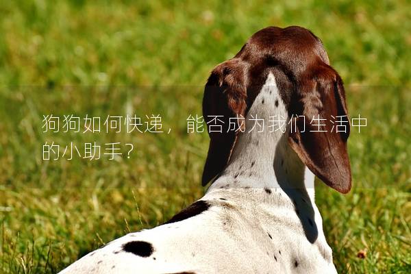 狗狗如何快递,能否成为我们生活中的小助手? 狗狗如何快递,能否成为我们生活中的小助手?