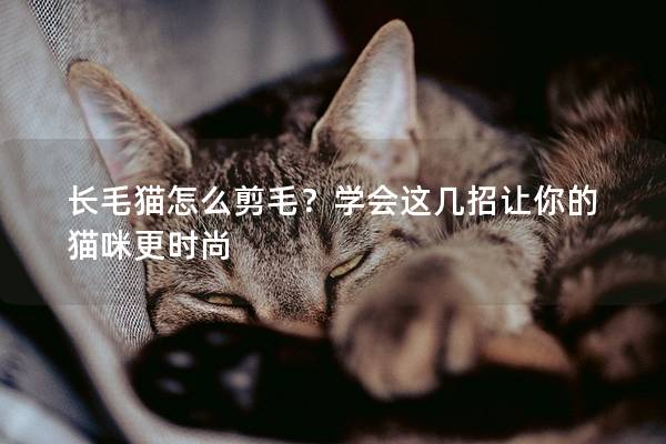 长毛猫怎么剪毛？学会这几招让你的猫咪更时尚