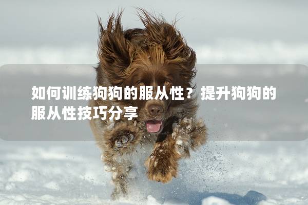 如何训练狗狗的服从性？提升狗狗的服从性技巧分享
