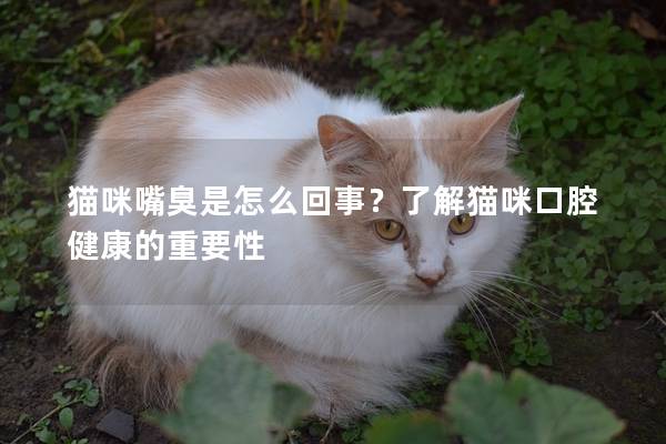 猫咪嘴臭是怎么回事？了解猫咪口腔健康的重要性