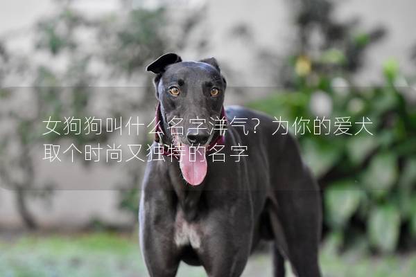 女狗狗叫什么名字洋气？为你的爱犬取个时尚又独特的名字