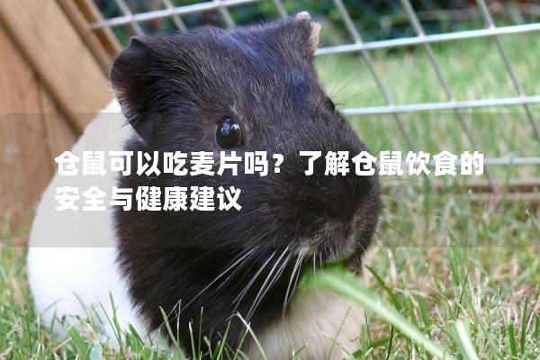 仓鼠可以吃麦片吗？了解仓鼠饮食的安全与健康建议