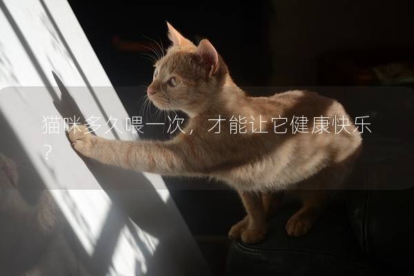 猫咪多久喂一次,才能让它健康快乐? 猫咪多久喂一次,才能让它健康快乐?