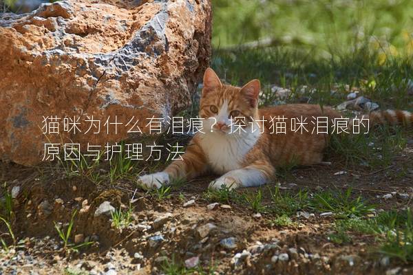 猫咪为什么有泪痕?探讨猫咪泪痕的原因与护理方法 猫咪为什么有泪痕?探讨猫咪泪痕的原因与护理方法