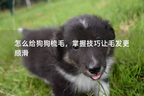 怎么给狗狗梳毛，掌握技巧让毛发更顺滑