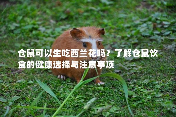 仓鼠可以生吃西兰花吗？了解仓鼠饮食的健康选择与注意事项