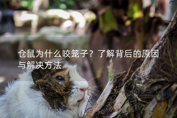 仓鼠为什么咬笼子？了解背后的原因与解决方法