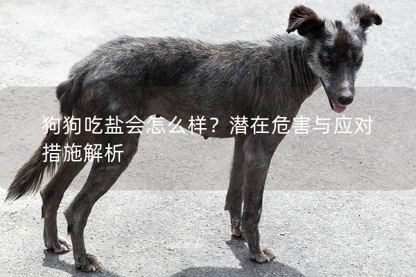 狗狗吃盐会怎么样？潜在危害与应对措施解析