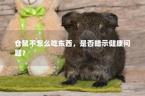 仓鼠不怎么吃东西，是否暗示健康问题？