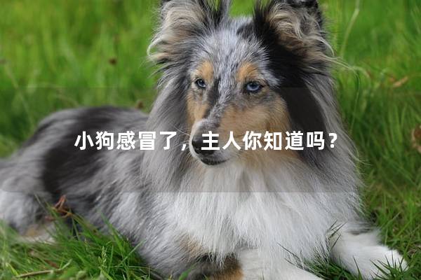 小狗感冒了，主人你知道吗？