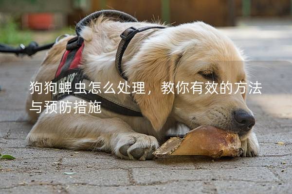 狗狗蜱虫怎么处理，教你有效的方法与预防措施