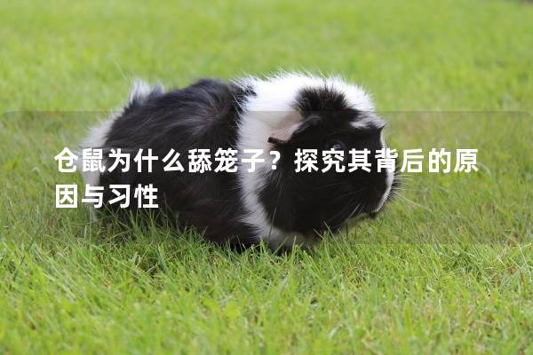 仓鼠为什么舔笼子？探究其背后的原因与习性