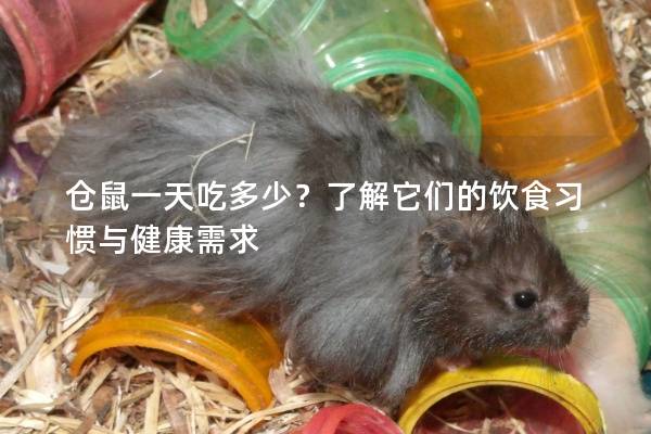 仓鼠一天吃多少？了解它们的饮食习惯与健康需求