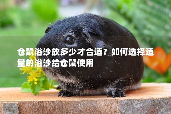 仓鼠浴沙放多少才合适？如何选择适量的浴沙给仓鼠使用