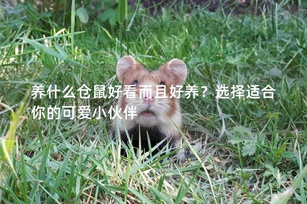 养什么仓鼠好看而且好养？选择适合你的可爱小伙伴