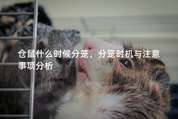 仓鼠什么时候分笼，分笼时机与注意事项分析