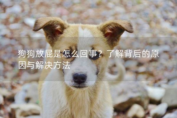狗狗放屁是怎么回事？了解背后的原因与解决方法