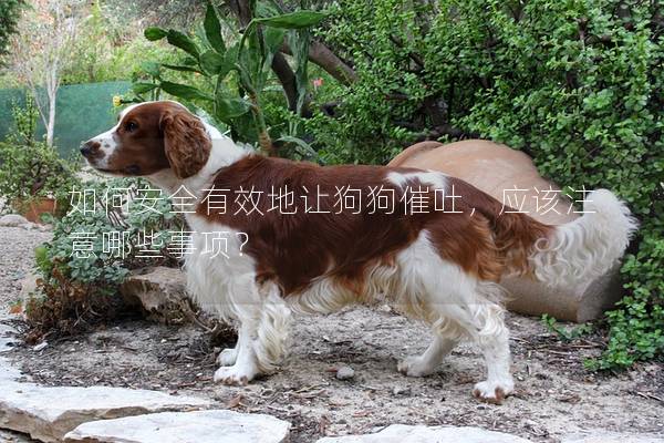如何安全有效地让狗狗催吐，应该注意哪些事项？