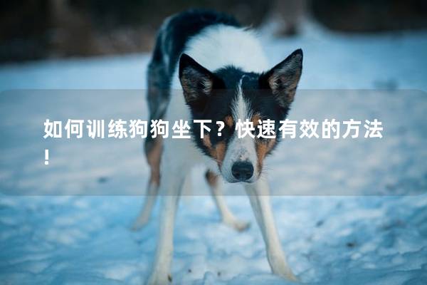 如何训练狗狗坐下?快速有效的方法! 如何训练狗狗坐下?快速有效的方法!