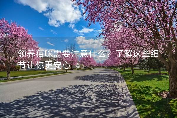 领养猫咪需要注意什么？了解这些细节让你更安心