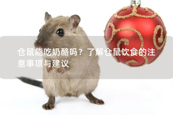 仓鼠能吃奶酪吗？了解仓鼠饮食的注意事项与建议