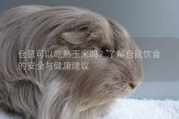 仓鼠可以吃熟玉米吗？了解仓鼠饮食的安全与健康建议