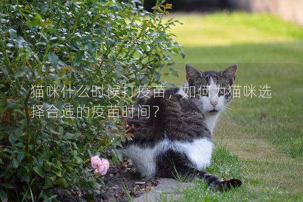 猫咪什么时候打疫苗，如何为猫咪选择合适的疫苗时间？
