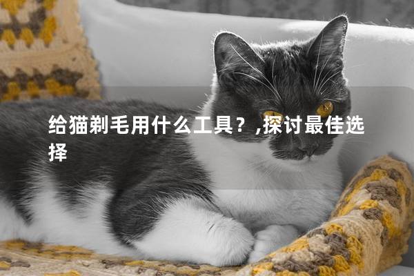 给猫剃毛用什么工具？,探讨最佳选择