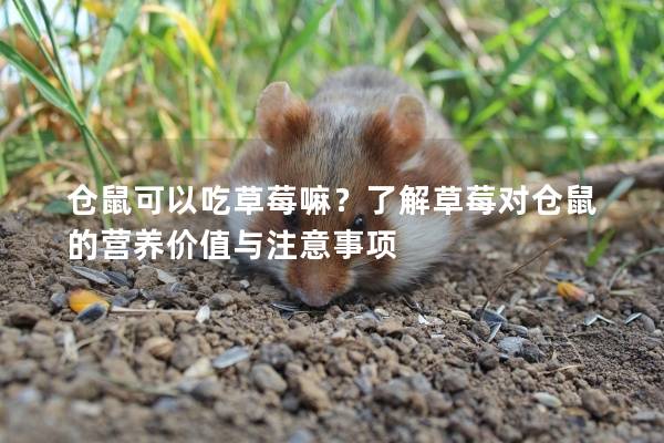仓鼠可以吃草莓嘛？了解草莓对仓鼠的营养价值与注意事项