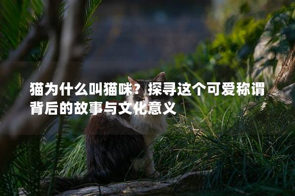 猫为什么叫猫咪？探寻这个可爱称谓背后的故事与文化意义