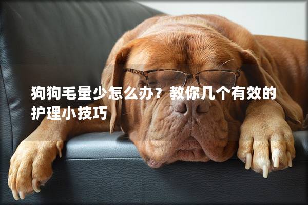 狗狗毛量少怎么办？教你几个有效的护理小技巧