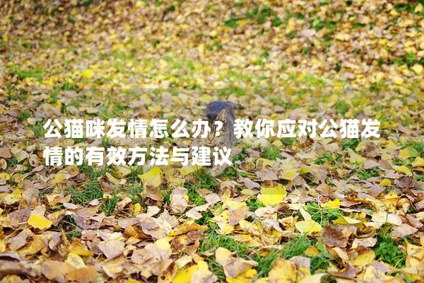 公猫咪发情怎么办?教你应对公猫发情的有效方法与建议 公猫咪发情怎么办?教你应对公猫发情的有效方法与建议