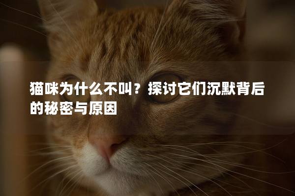 猫咪为什么不叫？探讨它们沉默背后的秘密与原因