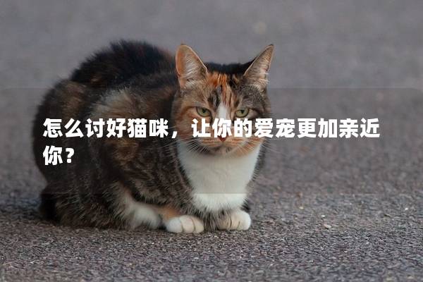 怎么讨好猫咪，让你的爱宠更加亲近你？