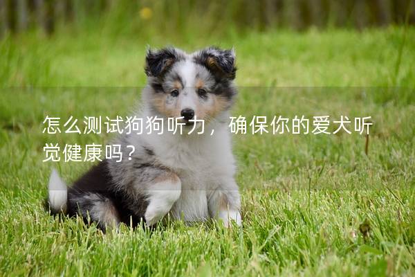 怎么测试狗狗听力，确保你的爱犬听觉健康吗？
