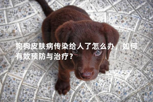 狗狗皮肤病传染给人了怎么办,如何有效预防与治疗? 狗狗皮肤病传染给人了怎么办,如何有效预防与治疗?
