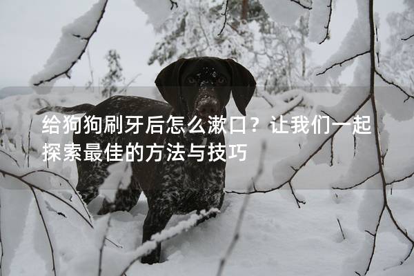 给狗狗刷牙后怎么漱口？让我们一起探索最佳的方法与技巧