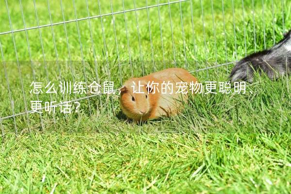 怎么训练仓鼠，让你的宠物更聪明、更听话？