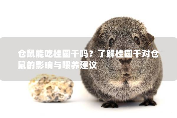 仓鼠能吃桂圆干吗？了解桂圆干对仓鼠的影响与喂养建议