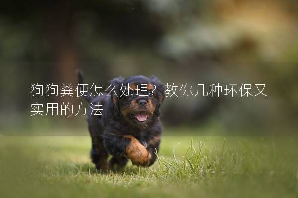 狗狗粪便怎么处理？教你几种环保又实用的方法